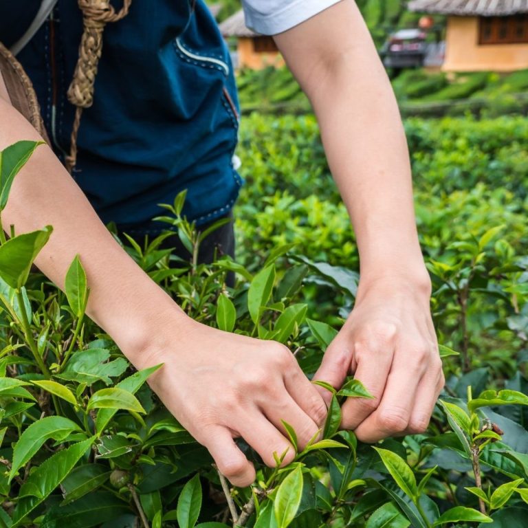 Agricultor realizando la recogida de la hoja del té